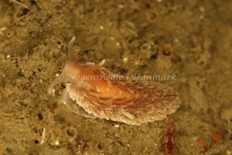 Aeolidiella glauca - Rødspættedamperen - Foto: Ib Sørensen