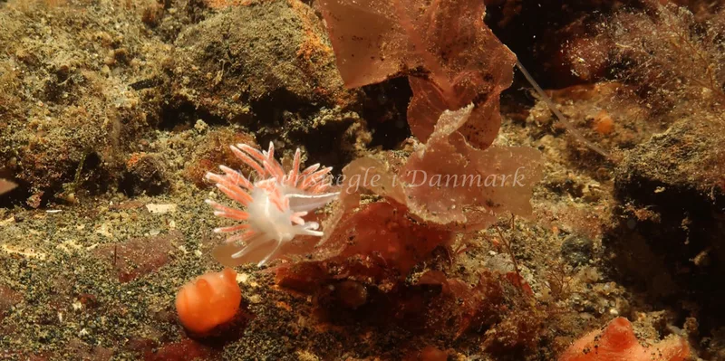 Gulenia monicae - Ammoniakhavnen - Foto: Søren Skov Nielsen