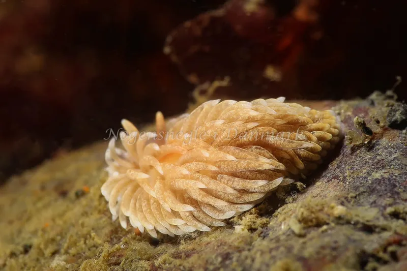 Aeolidiella glauca - Ammoniakhavnen - Foto: AnneKatrine Frederiksen