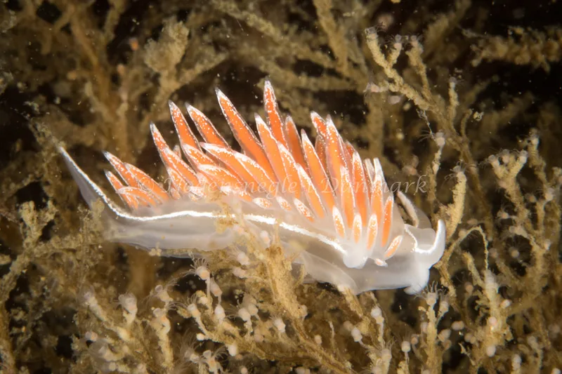 Gulenia monicae - Tjærepletten - Foto: Poul Erik Rasmussen
