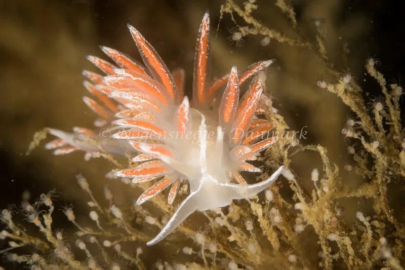 Gulenia monicae - Tjærepletten - Foto: Poul Erik Rasmussen