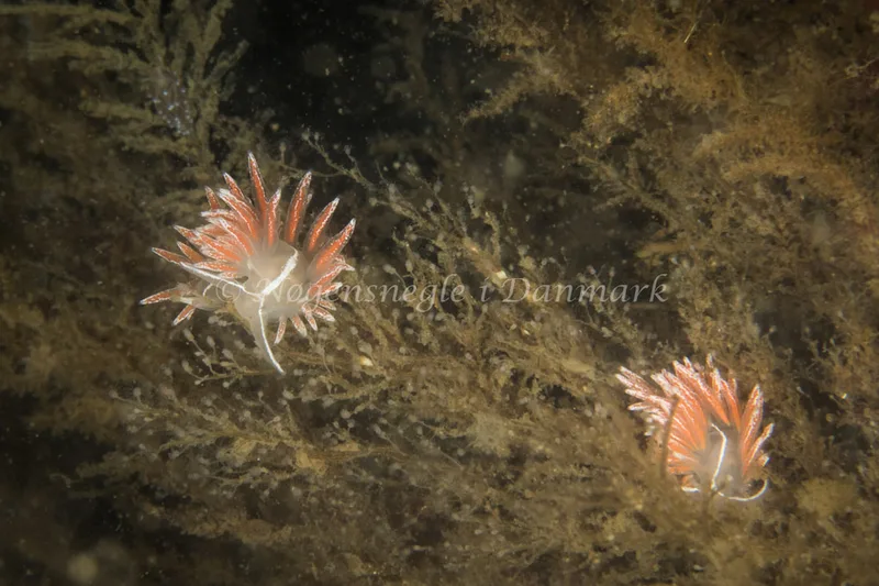 Gulenia monicae - Tjærepletten - Foto: Poul Erik Rasmussen