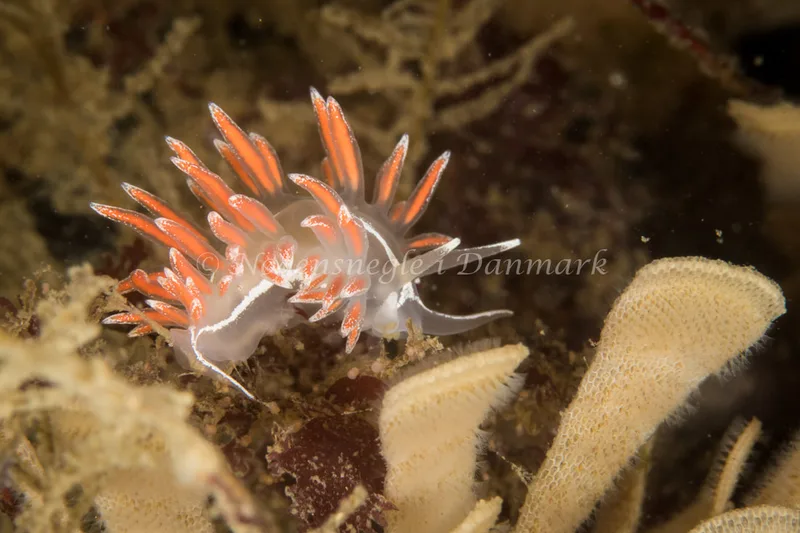 Gulenia monicae - Tjærepletten - Foto: Poul Erik Rasmussen