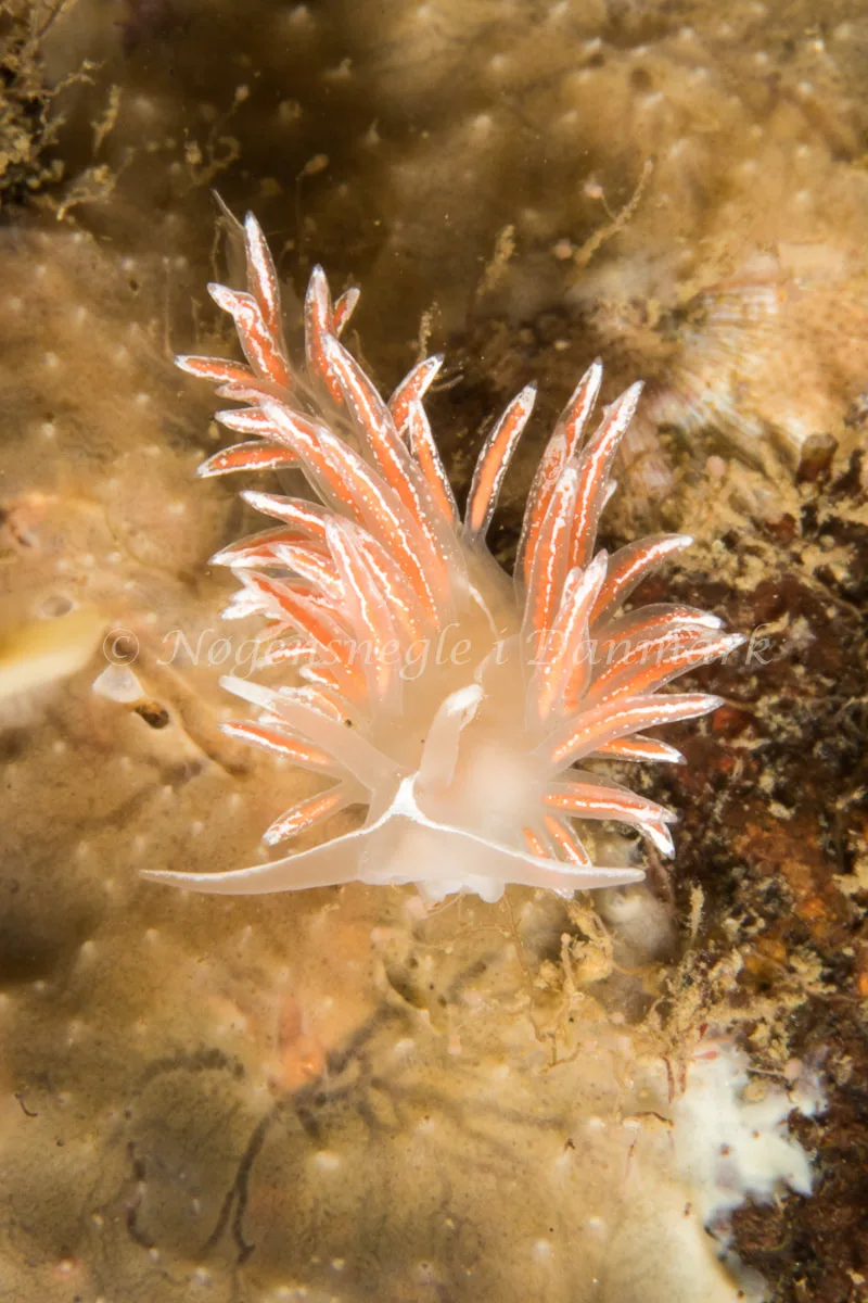 Gulenia monicae - Ammoniakhavnen - Foto: Poul Erik Rasmussen