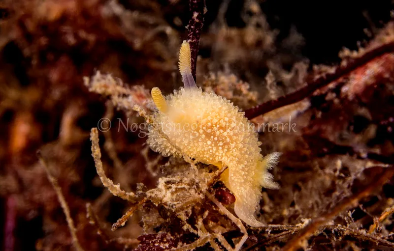 Acanthodoris pilosa - Natomolen Femmøller Strand - Foto: Henrik Obsen