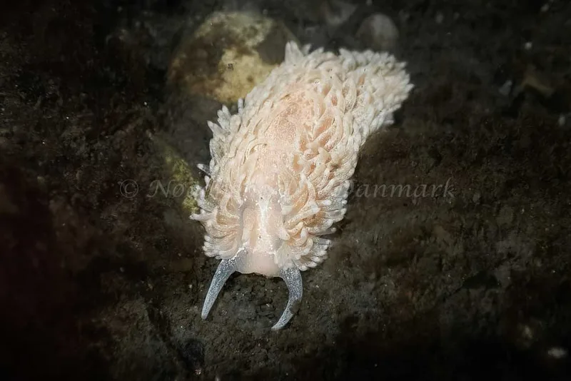 Aeolidia papillosa - Aarhus Ø Havn - Foto: Lærke Haffgaard
