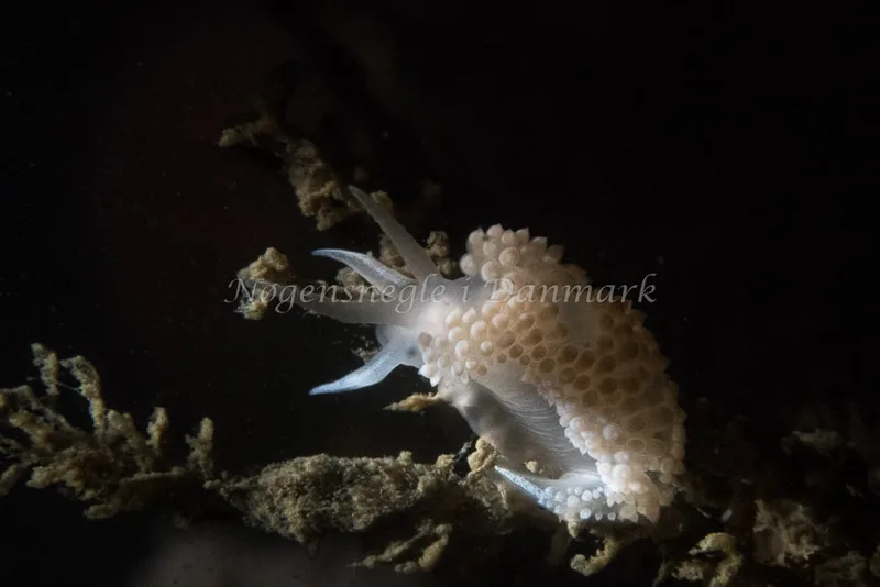 Coryphella verrucosa - Hven Prammen - Foto: Morten Beier