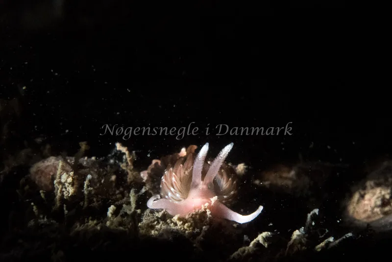 Facelina bostoniensis - Hven Prammen - Foto: Morten Beier