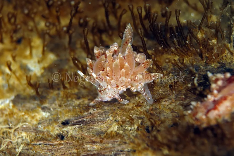 Amphorina pallida - Vrag ved Løkken - Foto: Ib Sørensen