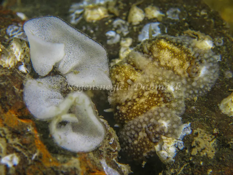 Onchidoris bilamellata - Lyngsbo Strand - Foto: Claus Neupart