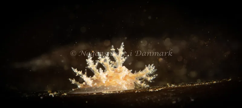 Dendronotus frondosus - Ammoniakhavnen - Foto: Søren Skov Nielsen