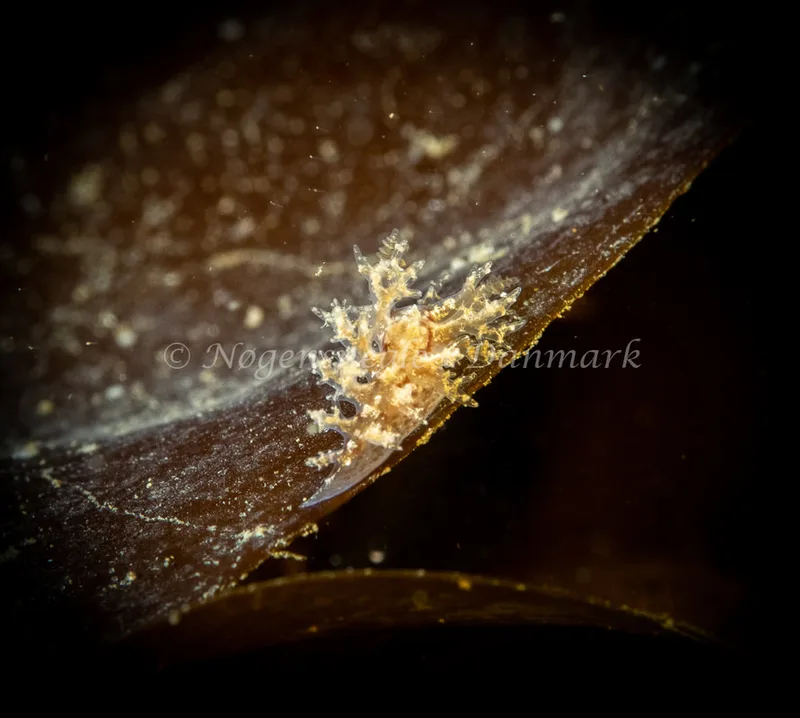 Dendronotus frondosus - Ammoniakhavnen - Foto: Søren Skov Nielsen