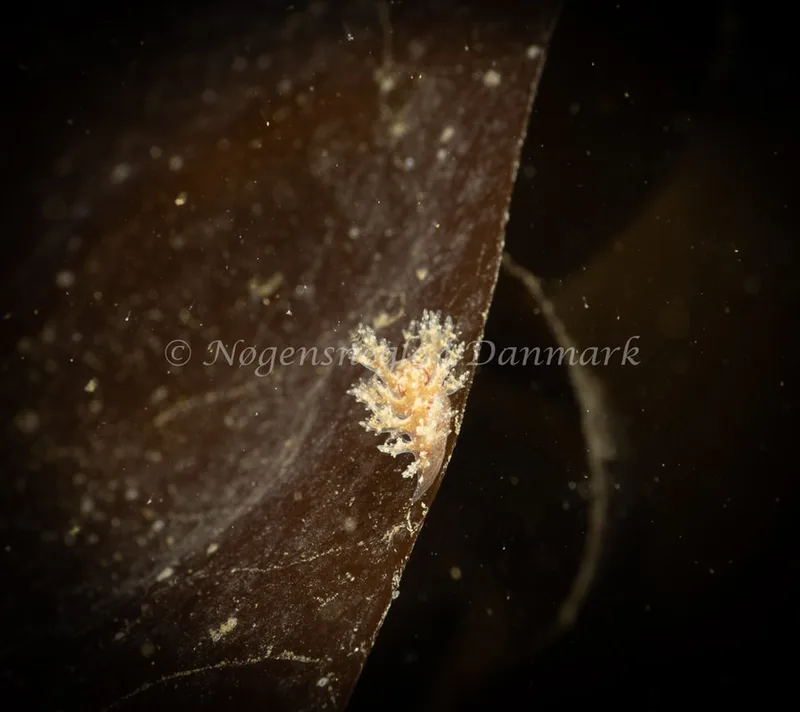 Dendronotus frondosus - Ammoniakhavnen - Foto: Søren Skov Nielsen