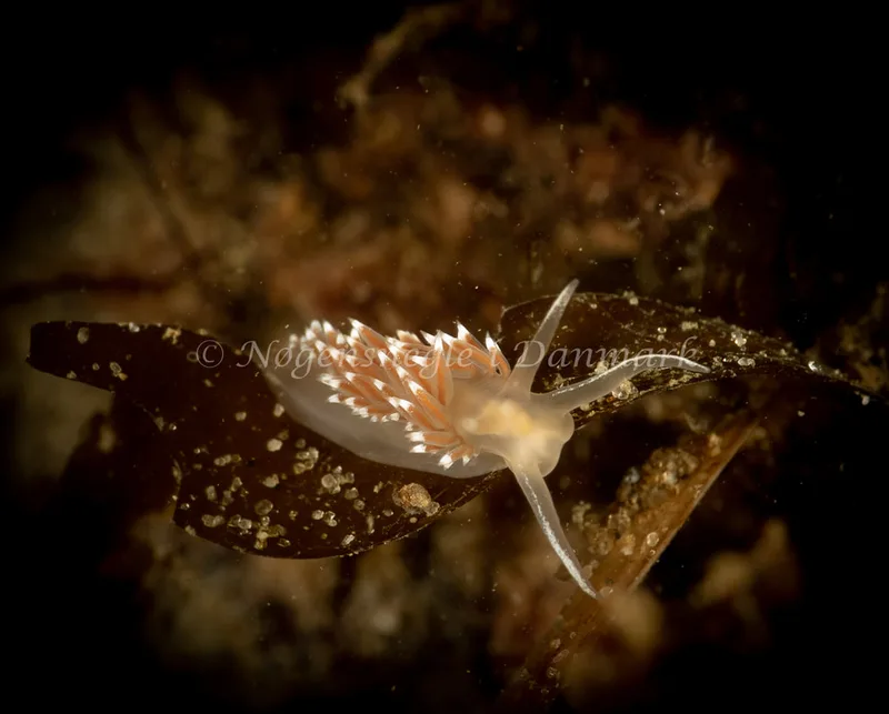 Coryphella verrucosa - Ammoniakhavnen - Foto: Søren Skov Nielsen