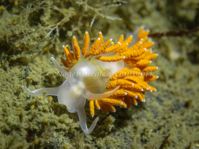 Coryphella verrucosa rufibranchialis - Wilhemmine - Foto: Claus Neupart