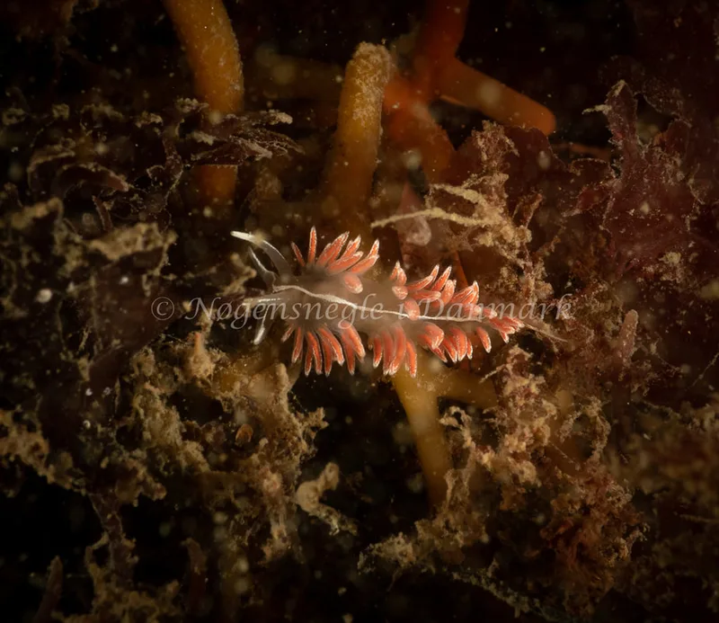 Gulenia monicae - Ammoniakhavnen - Foto: Søren Skov Nielsen