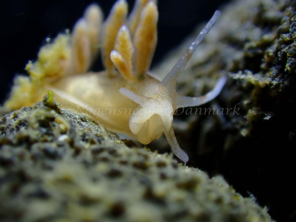 Eubranchus rupium - Ammoniakhavnen - Foto: Laurits Larsen