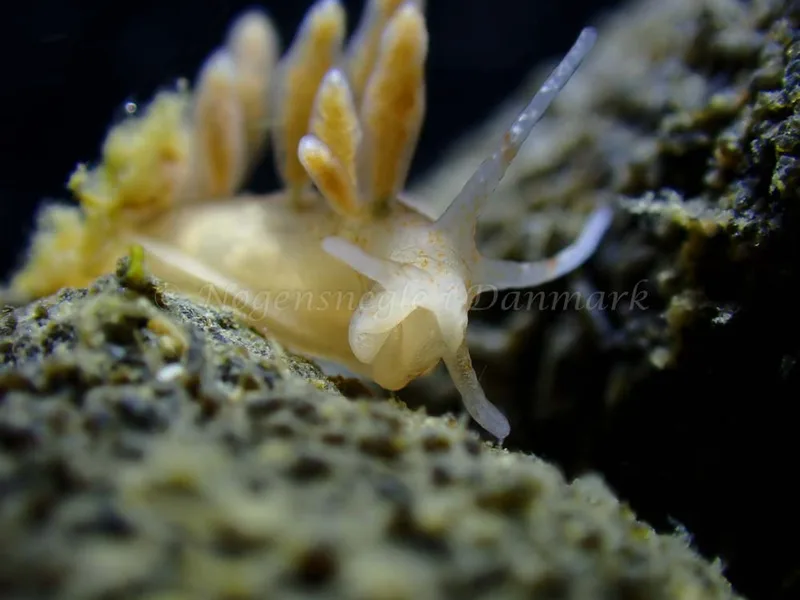 Eubranchus rupium - Ammoniakhavnen - Foto: Laurits Larsen