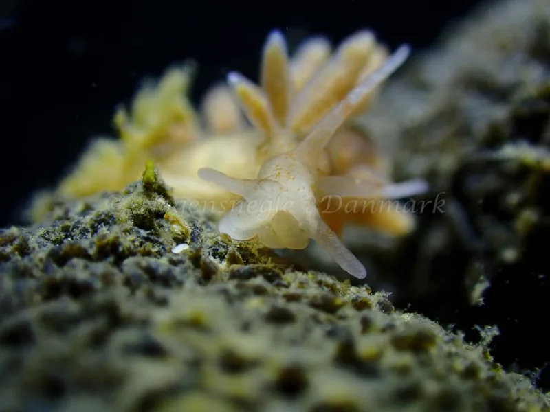 Eubranchus rupium - Ammoniakhavnen - Foto: Laurits Larsen