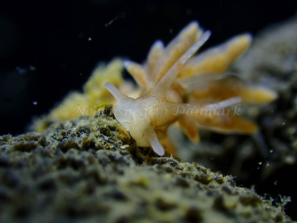 Eubranchus rupium - Ammoniakhavnen - Foto: Laurits Larsen