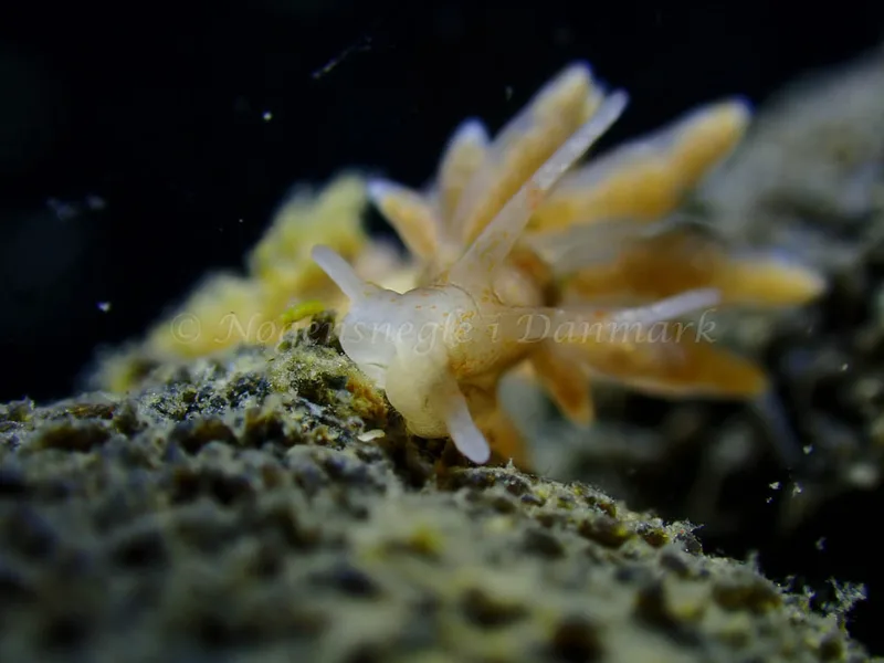 Eubranchus rupium - Ammoniakhavnen - Foto: Laurits Larsen