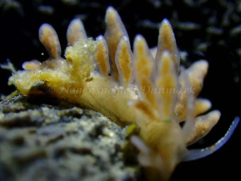 Eubranchus rupium - Ammoniakhavnen - Foto: Laurits Larsen