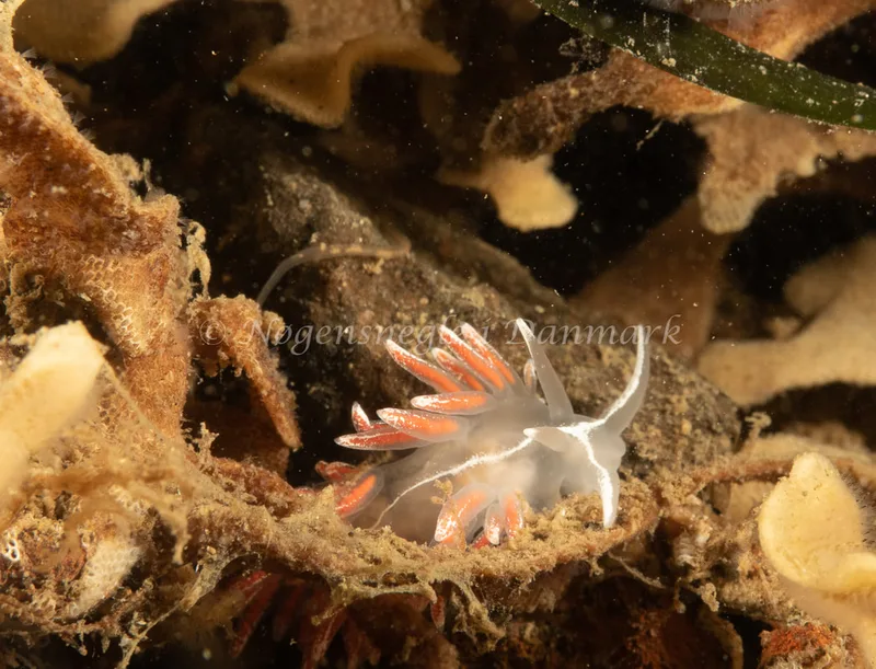 Gulenia monicae - Ammoniakhavnen - Foto: Søren Skov Nielsen