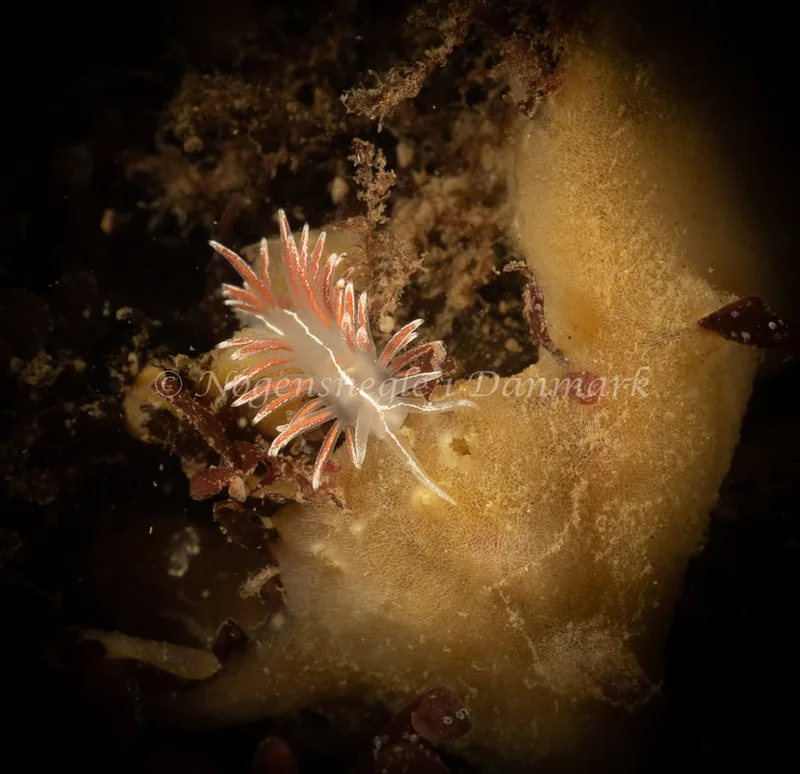 Gulenia monicae - Ammoniakhavnen - Foto: Søren Skov Nielsen
