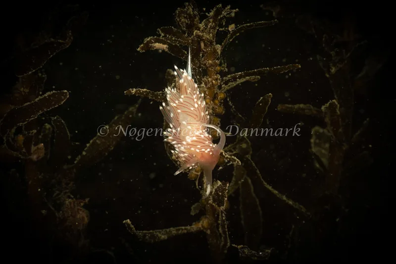 Facelina bostoniensis - Ammoniakhavnen - Foto: Søren Skov Nielsen