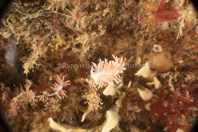 Gulenia monicae - Ammoniakhavnen - Foto: Søren Skov Nielsen