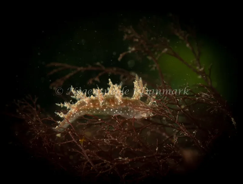 Dendronotus frondosus - Ammoniakhavnen - Foto: Søren Skov Nielsen