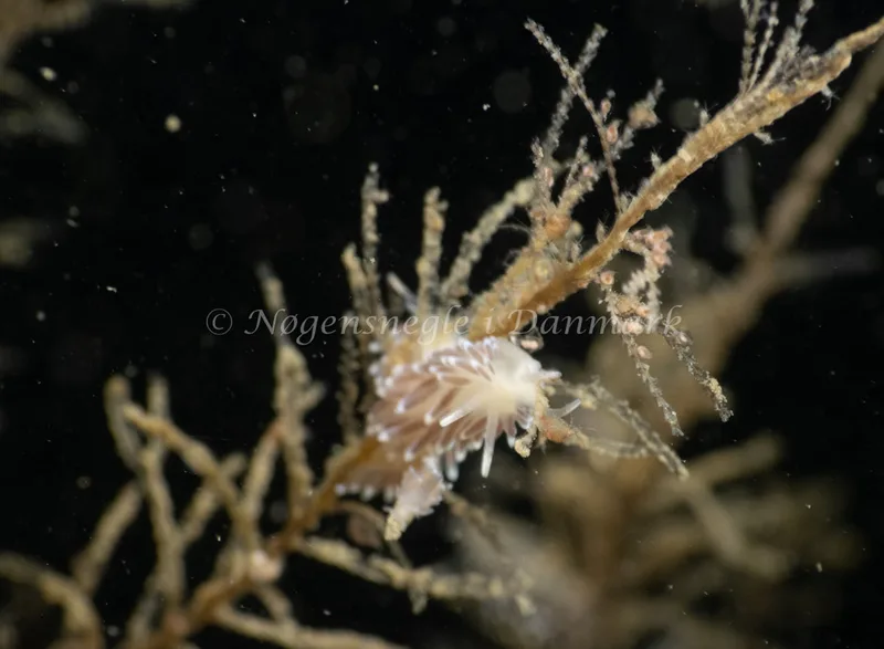 Cuthonella concinna - Ammoniakhavnen - Foto: Søren Skov Nielsen