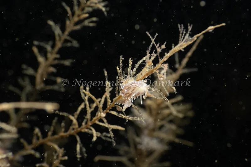 Cuthonella concinna - Ammoniakhavnen - Foto: Søren Skov Nielsen