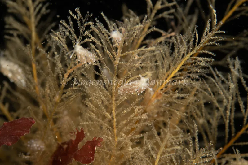 Cuthonella concinna - Ammoniakhavnen - Foto: Søren Skov Nielsen