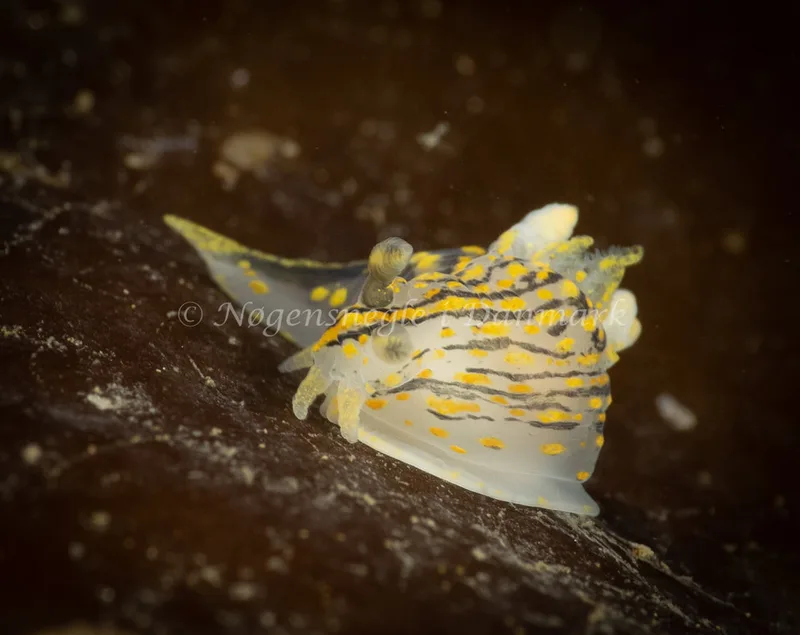 Polycera quadrilineata - Ammoniakhavnen - Foto: Søren Skov Nielsen