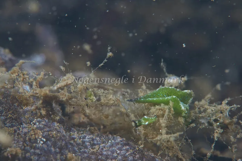 Elysia viridis - Munkholmbroen - Foto: Ole E. Rasmussen