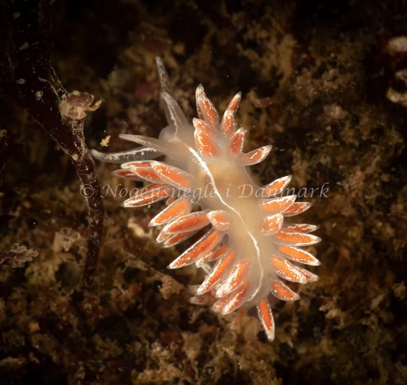 Gulenia monicae - Ammoniakhavnen - Foto: Søren Skov Nielsen