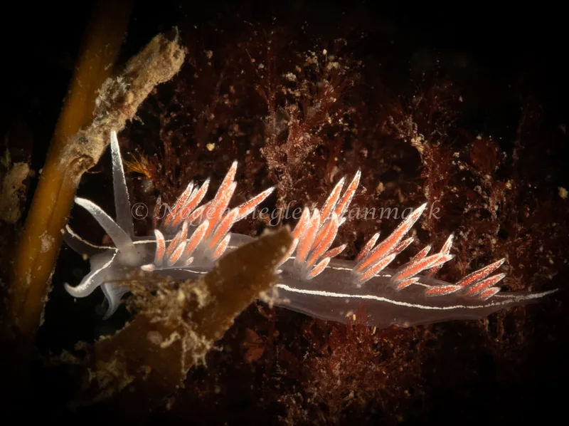 Gulenia monicae - Ammoniakhavnen - Foto: Søren Skov Nielsen
