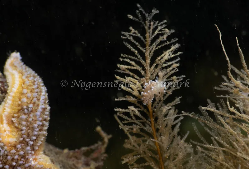 Cuthonella concinna - Ammoniakhavnen - Foto: Søren Skov Nielsen