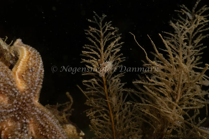 Cuthonella concinna - Ammoniakhavnen - Foto: Søren Skov Nielsen