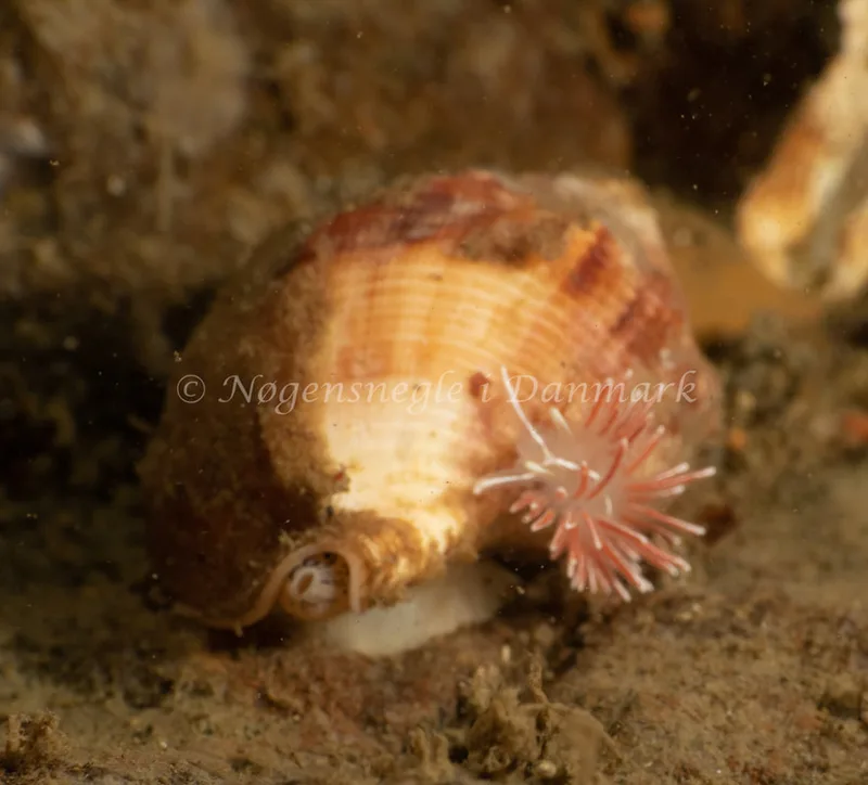 Gulenia monicae - Ammoniakhavnen - Foto: Søren Skov Nielsen