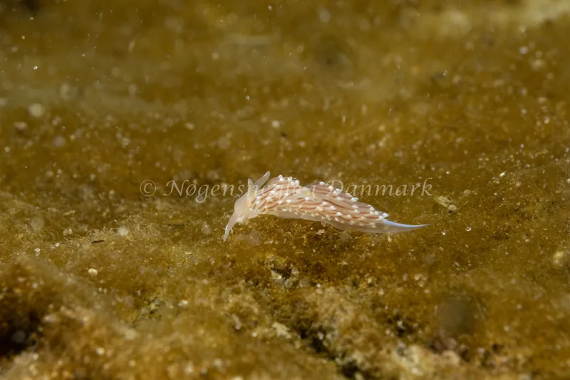 Facelina bostoniensis - Ammoniakhavnen - Foto: Søren Skov Nielsen