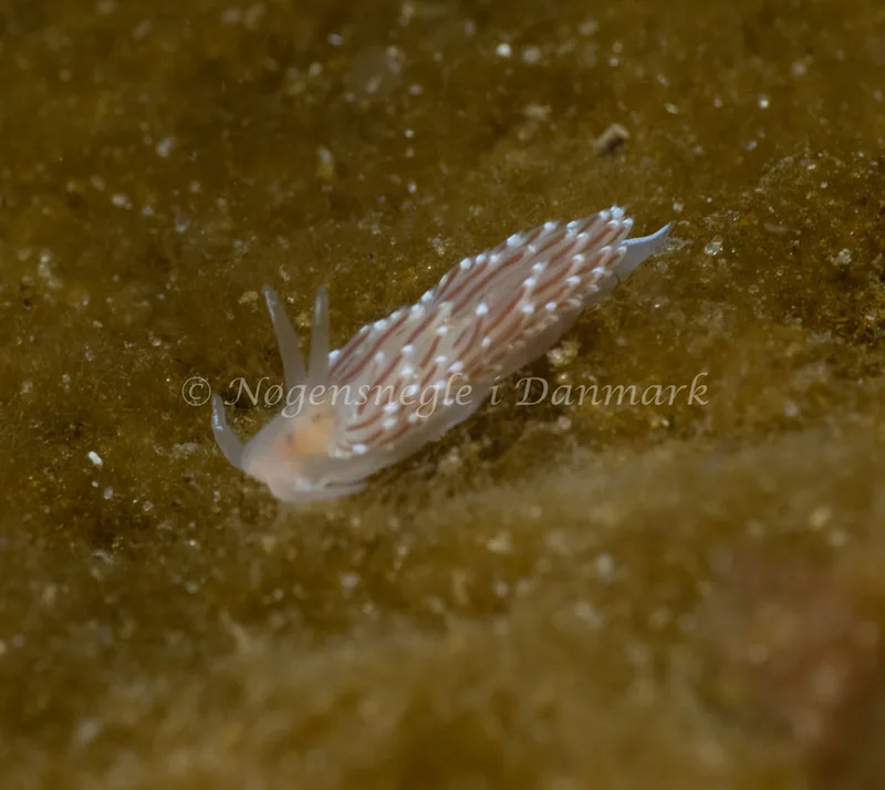 Facelina bostoniensis - Ammoniakhavnen - Foto: Søren Skov Nielsen