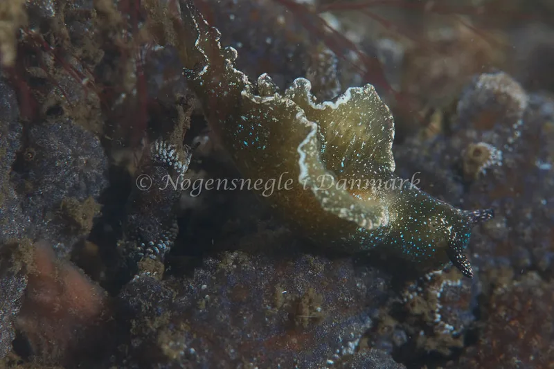 Elysia viridis - Munkholmbroen - Foto: Ole E. Rasmussen