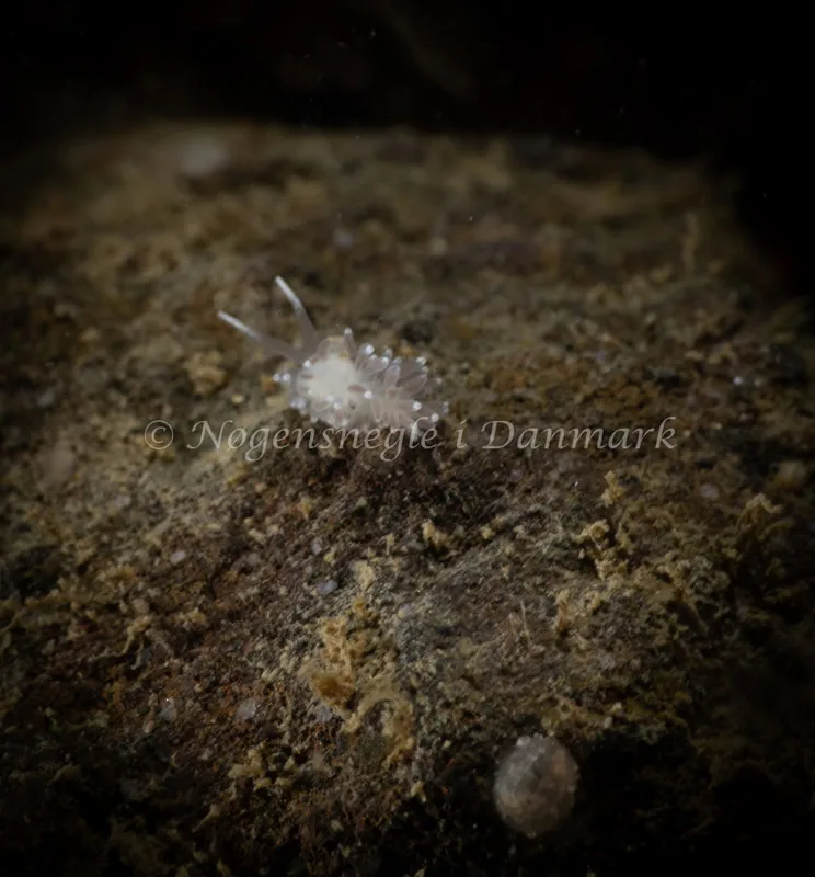 Cuthonella concinna - Ammoniakhavnen - Foto: Søren Skov Nielsen