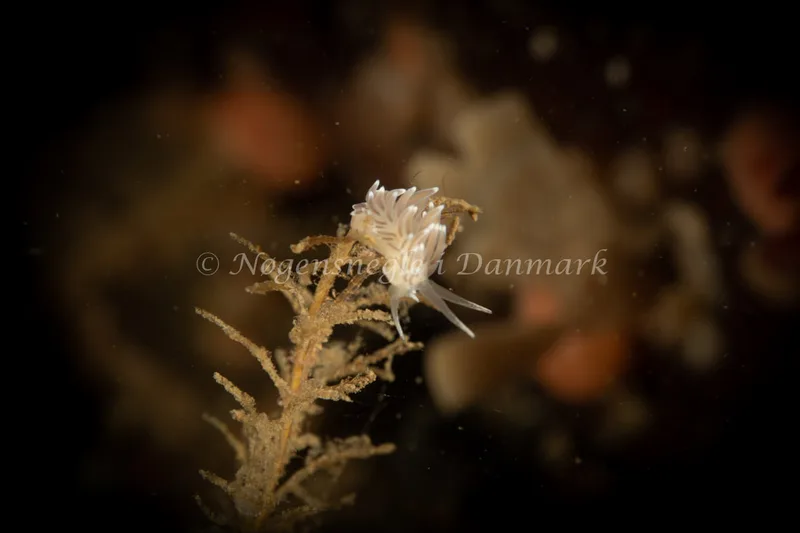 Cuthonella concinna - Ammoniakhavnen - Foto: Søren Skov Nielsen