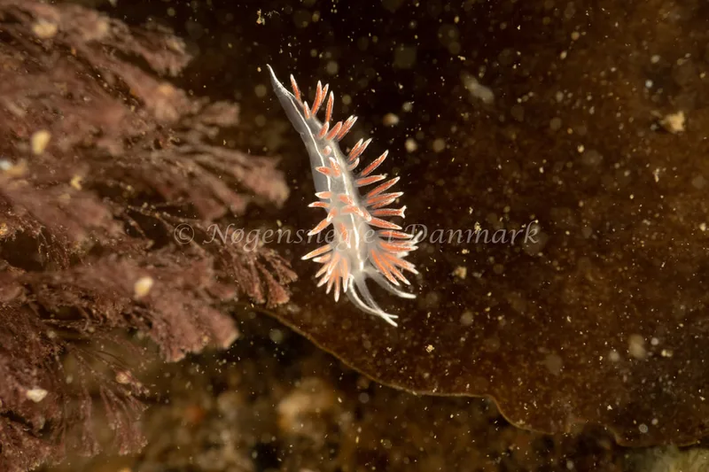 Gulenia monicae - Ammoniakhavnen - Foto: Søren Skov Nielsen