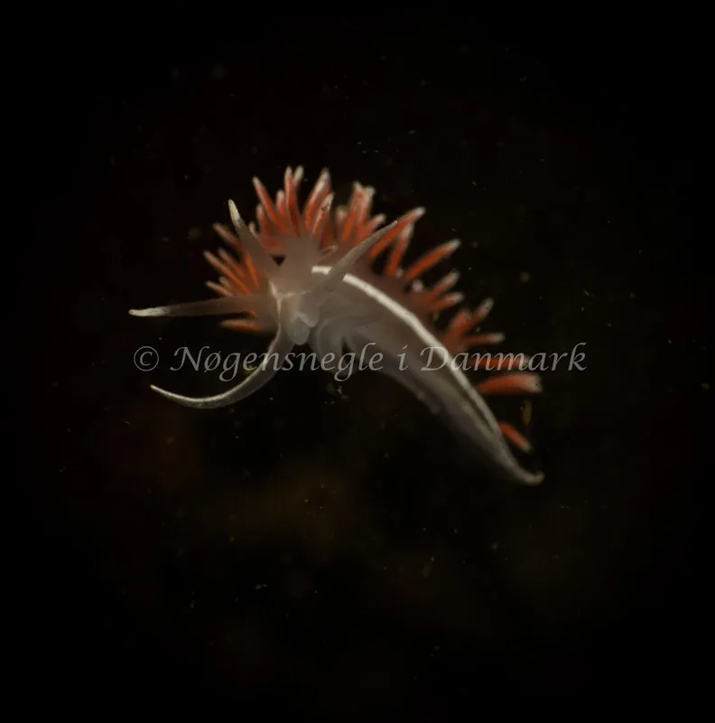 Gulenia monicae - Ammoniakhavnen - Foto: Søren Skov Nielsen