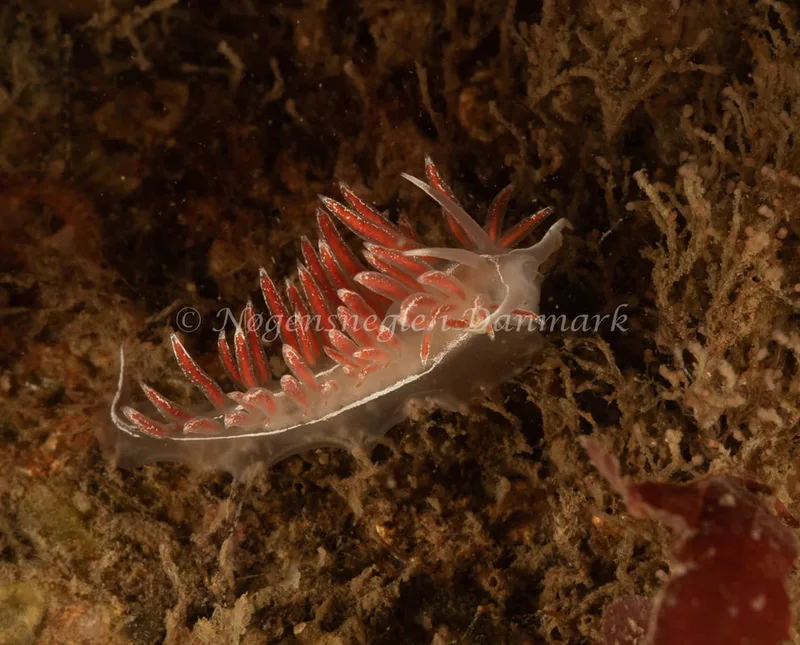 Gulenia monicae - Ammoniakhavnen - Foto: Søren Skov Nielsen