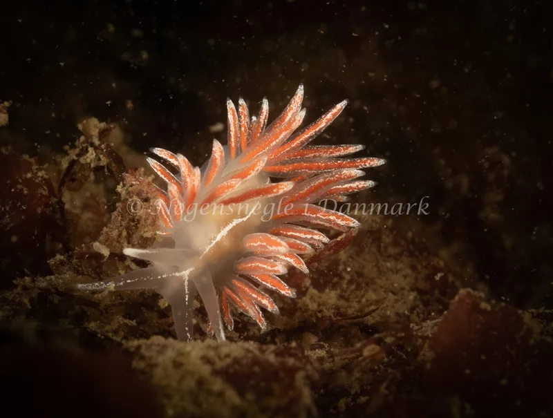 Gulenia monicae - Ammoniakhavnen - Foto: Søren Skov Nielsen